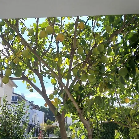 Villalemoon * Μπέλεκ