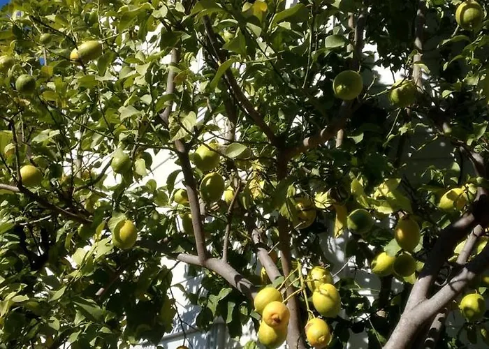 Villalemoon וילה באלאק