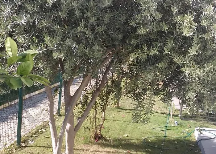 Villalemoon באלאק