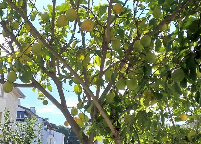 Villalemoon * באלאק