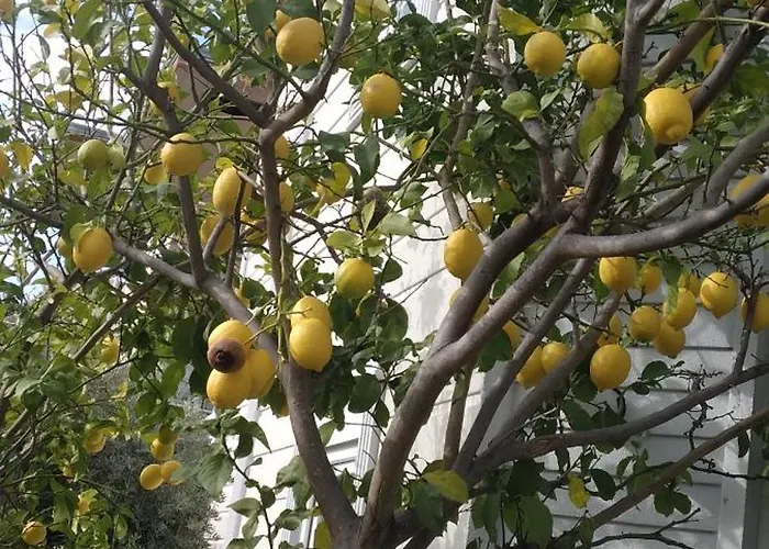 וילה Villalemoon