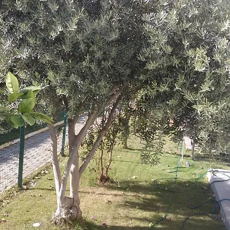 Villalemoon بيليك