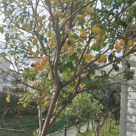 Villalemoon